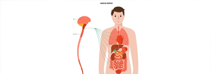 The Vagus Nerve—Why Chiropractors in Brooklyn NY Love It
